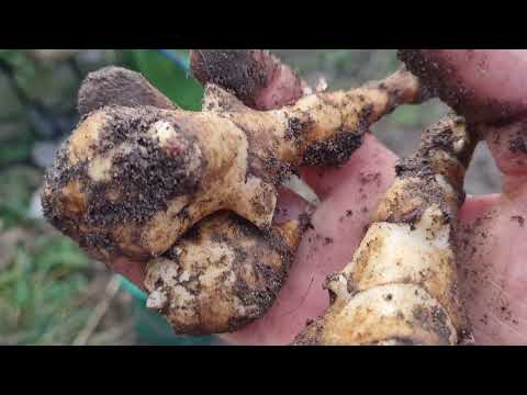 Topinambur - Einmal pflanzen, nie mehr hungern!