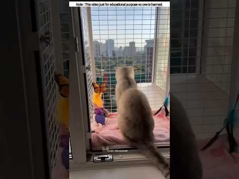Balcony for a cat Tanvir 🥺~#shorts #cat #cats