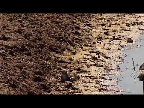 Djuma: Blacksmith Lapwing parent and chick - 11:24 - 08/26/19