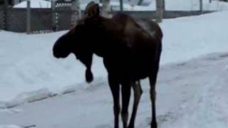 moose falling on face