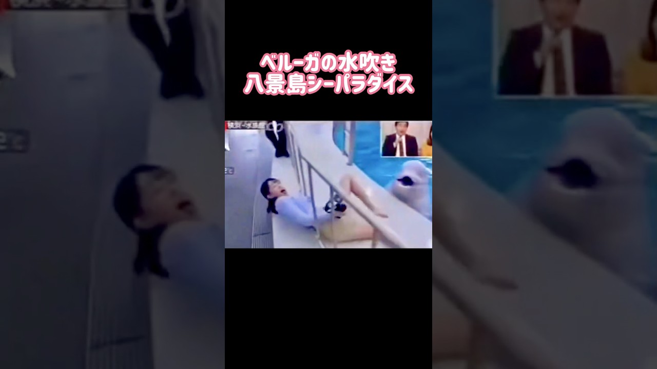 ベルーガの水吹きハンパない‼️ 八景島シーパラダイス