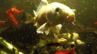 "Tank Cam" Feeding My Indoor Pond