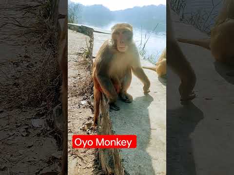 "Monkey Melodies: Baby Primate's Symphony of Joy by the Riverside!" | #shorts