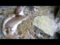 Two Weasels Mating Discover Wildlife Robert E Fuller