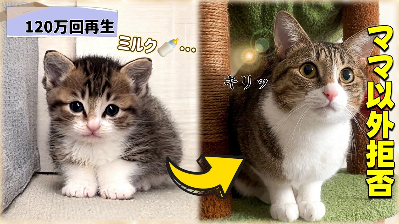 ミルクを求めて鳴いていた子猫が大人になり、ママ専属のSPになった結果・・・