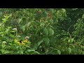 クモマベニヒカゲ erebia ligea　長野県上高地岳沢　2016 07 16 butterfly of japan