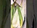 How to say Corn Husk speaking native Abenaki Language🌽#cornhusk #abenaki #wabanaki #nativeamerican