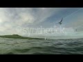 Cormorant Dives Underwater For Food Then Loses Meal To Seagull New Zealand