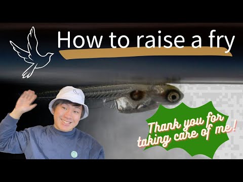 【LET'S LEARN】How to raise a fry!!