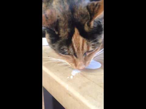 Lactose intolerant cat?