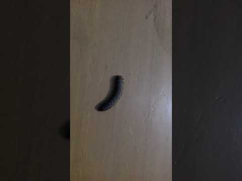 লেদাপোকার ড্রাগন গাছের পাতা খেয়েছে ।ladapoka eating drogon leaves. .