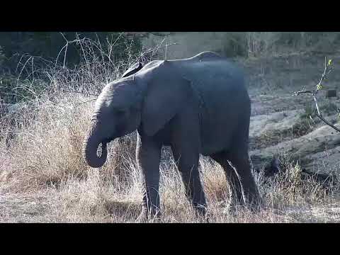 Djuma: Elephants-Short Trunk's small herd - 16:18 - 09/18/21