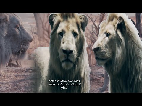What if Shaju survived after Mufasa´s attack? (AU)