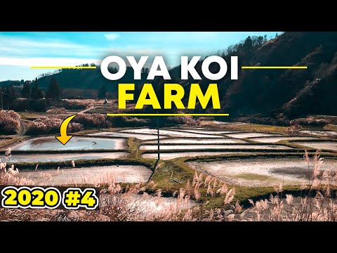 Oya Koi Farm 2020 #4