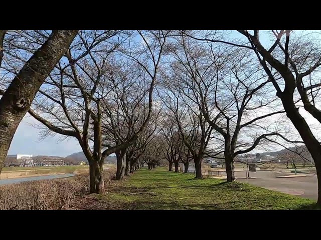 2025 [Kakunodate Cherry Blossoms] Blooming Status April 17th