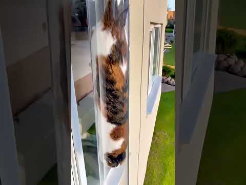 This cat slides through pipes like slime.
