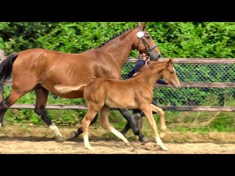 Zenith - Hengstfohlen von Zinedine x Cheenook - zu verkaufen