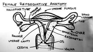 Female Reproductive Anatomy