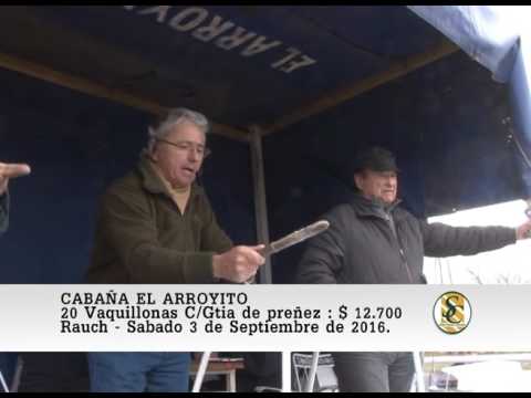 03-09-16 Venta de Vaquillonas Preñadas - Cabaña El Arroyito - Rauch.