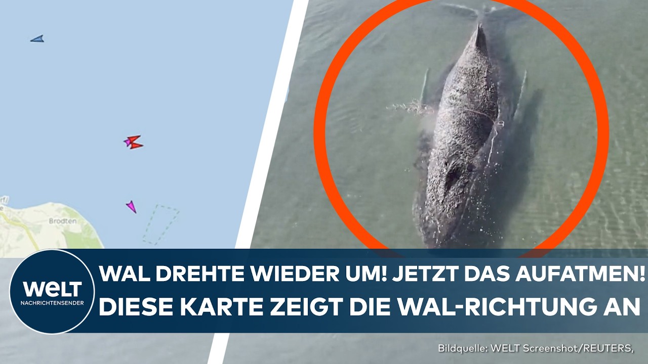 WAL-RETTUNG: Buckelwal drehte plötzlich um! Dieser Wal-Tracker zeigt die Route Richtung Freiheit an