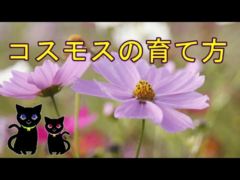 コスモスは温めた土を少し湿らせた基材を使用すると発芽するまでに 2 ～ 3 週間かかりますか?