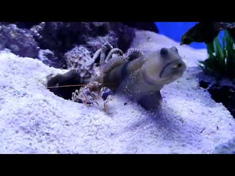 Cryptocentrus & alpheus 😍