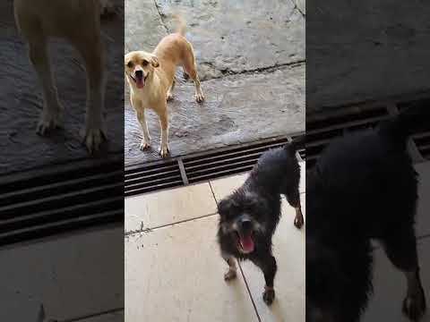 Vídeo de Branquinha