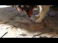 Daisy Plays With A Grasshopper