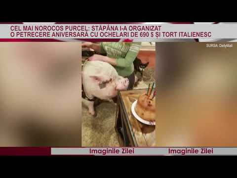 IMAGINILE ZILEI 27 Decembrie - Cel mai norocos purcel