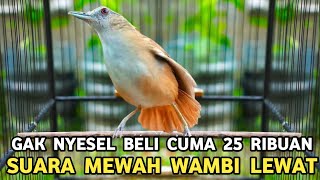 Download lagu KALO SUDAH TAU SUARANYA GAK BAKAL BELI BURUNG MAHAL MODAL 25 RIBU SUDAH BIKIN BAHAGIA SEUMUR HIDUP  mp3