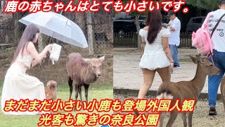 鹿の赤ちゃんはとても小さいです。[奈良] まだまだ小さい小鹿も登場 ‼️外国人観光客も驚きの奈良公園 🦌| Nara Deer park japan 🫎 【海外の反応】🍁✨