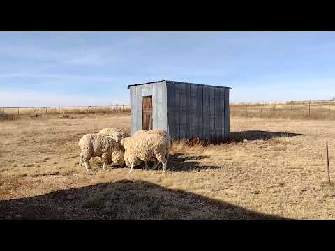Ghost town grazing with Debouillet Merino Sheep.