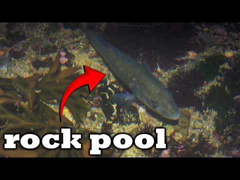 We Found A BASS While Rockpooling In Cornwall | Coastal foraging | The Fal Anglers