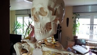 Vorstellung eines menschlichen Skeletts als Anatomie Lehrmodell für 77,95 Euro auf Ebay