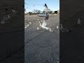 Feeding Seagulls In The Parking Lot Birds Nature Animals