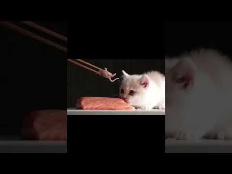 cat devours salmon [graph1c] 🐟 (song: YUKAI - underture)