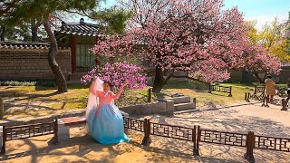Seoul Cherry Blossom Season Tour of Changdeokgung Palace | Korea Travel Guide 4K HDR