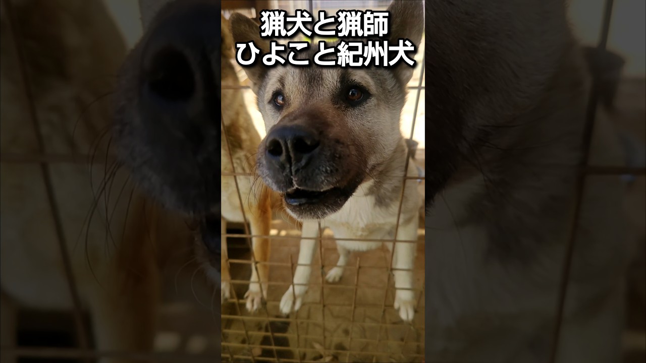 猟犬は家畜慣れ、感情抑制訓練の継続が生涯必要 #犬のいる暮らし #犬動画 #犬動画 #犬のいる生活