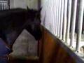 Funny Horse Dancing To Music