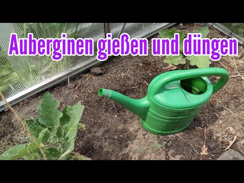 , title : 'Auberginen gießen und düngen Auberginenpflanze richtig gießen und düngen'