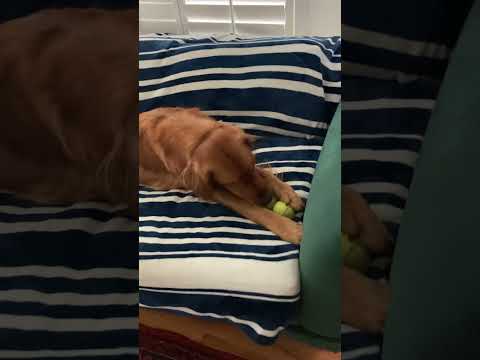 North Dallas Pet Care video.