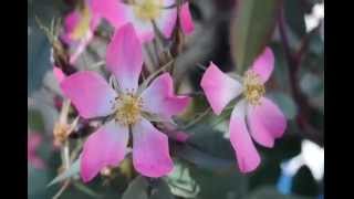 Bell Garden - Edmonton Alberta July 2014