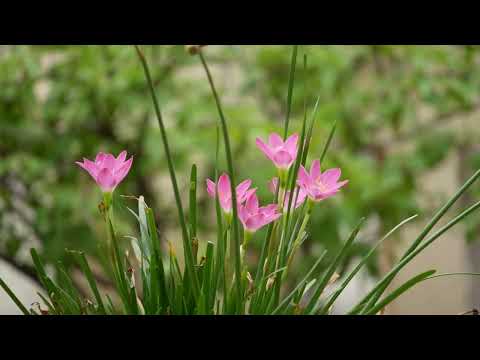 June Piano Performance Video