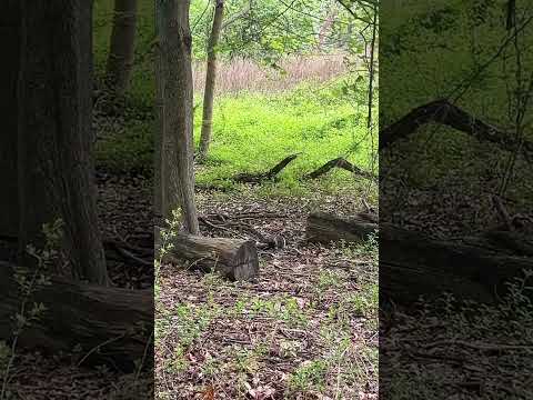 Travel to Jungle / Nature 👣