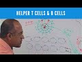 Helper T cells | CD4+ and B cells | Lymphocytes | Immunology