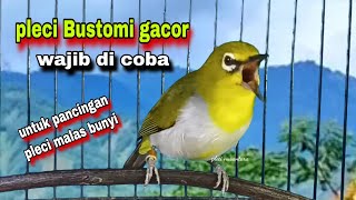 Download lagu Suara Burung Pleci Gacor Ngalas Nembak Ngerol || Pleci Bustomi Gacor || Pleci Gacor Buka Paruh mp3 Download lagu Suara Burung Pleci Gacor Ngalas Nembak Ngerol || Pleci Bustomi Gacor || Pleci Gacor Buka Paruh mp3