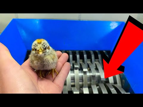 CUTE BABY CHICKEN VS SHREDDER EXPERIMENT