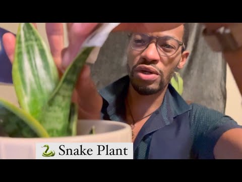 The Ultimate Guide to Snake Plant Care
