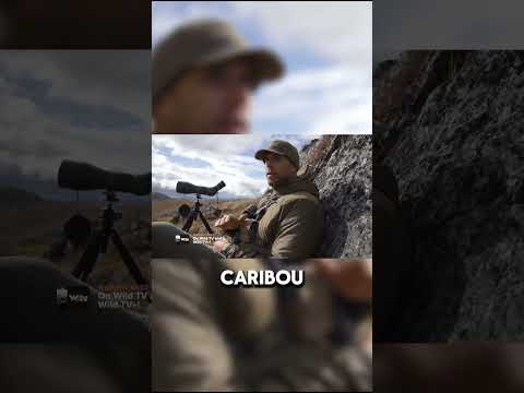 CARIBOU HUNT IS DISRUPTED BY WOLVES