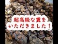 超高級な糞をいただきました!試食!